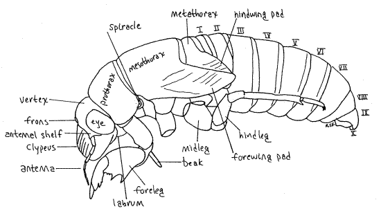 Cicada Nymph