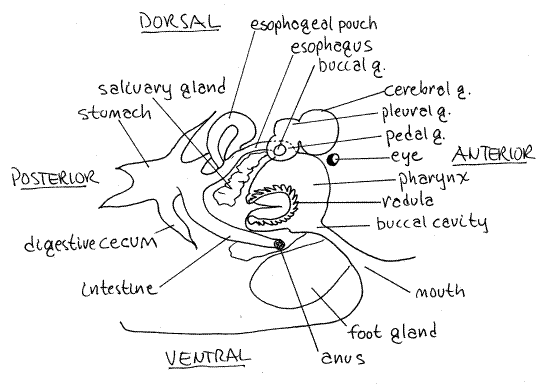Pericardial Cavity