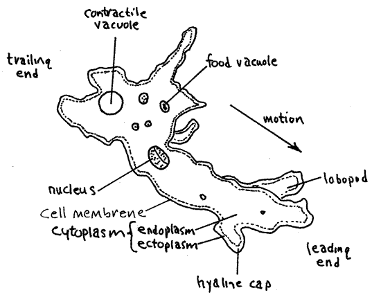Amoeba Cell