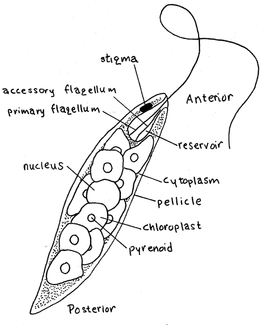 Parts of protozoa