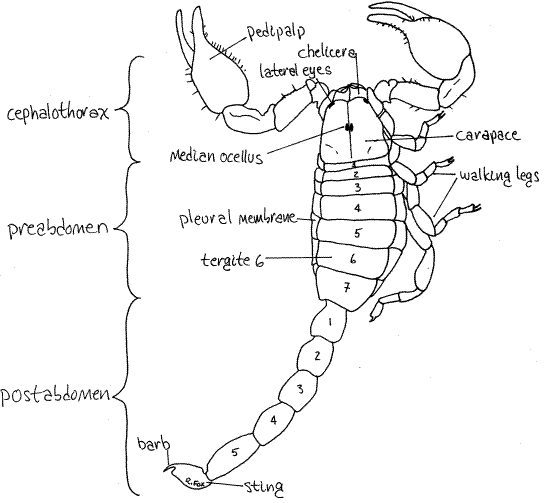 Arthropod Cephalothorax