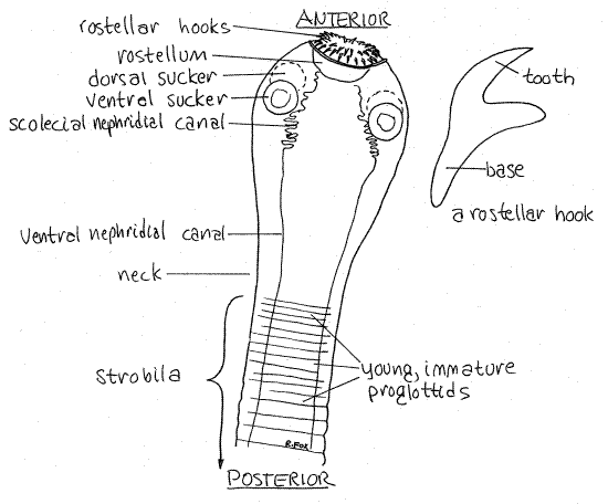 Platyhelminthes scolex és proglottidok,