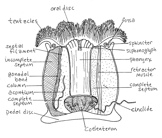 Anemone Mouth