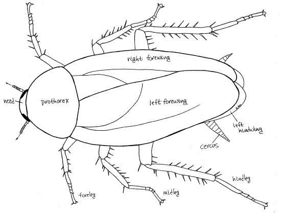 cockroach mouthparts