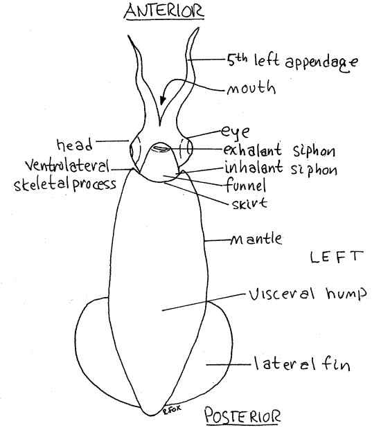 Squid Siphon