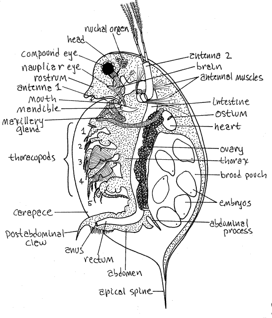 Daphnia Anatomy