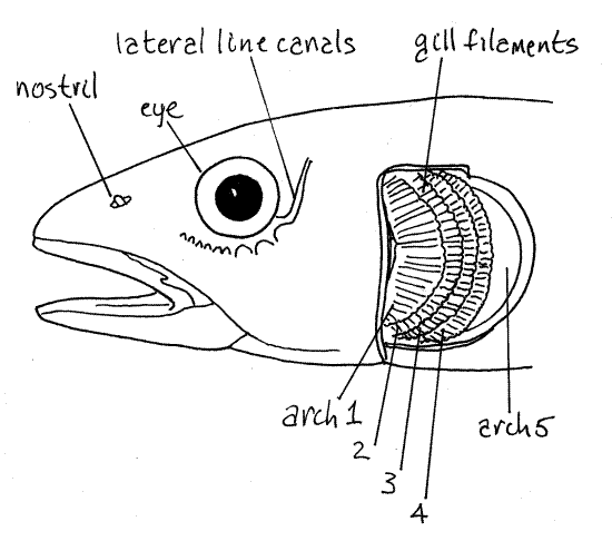 Fishes Respiratory System