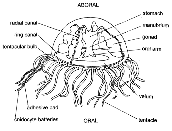 gonionemus medusa
