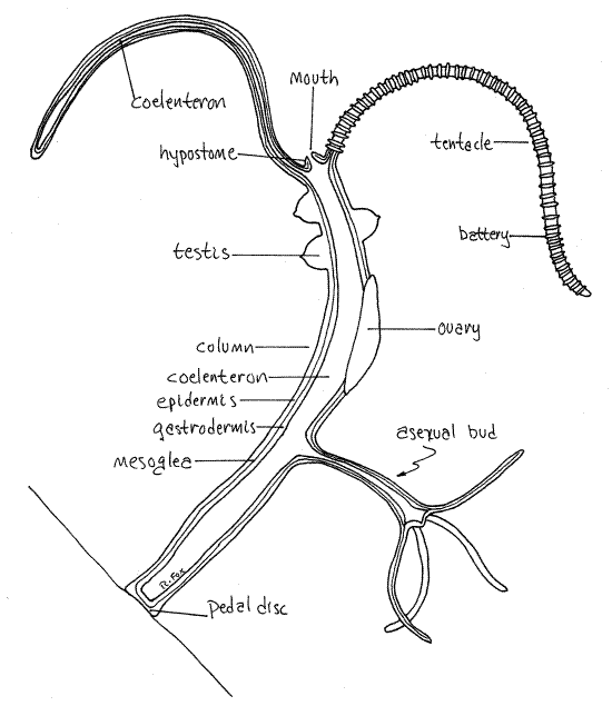 Parts Of Hydra