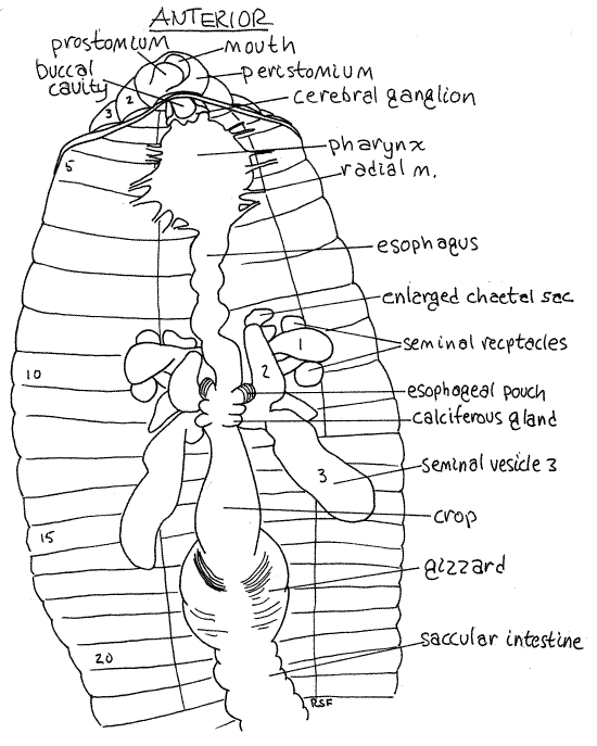 worms reproductive system