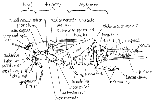 Arthropods Respiratory System