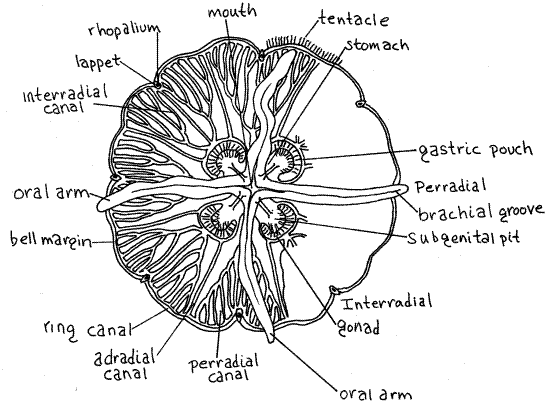 cnidaria scyphozoa