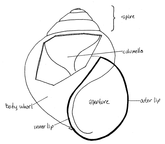 Figure 4A